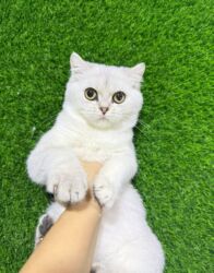 Pişiklər: Britan yastı qulaq, Erkək, Dişi, Yaxşı əllərə, Ünvandan götürmə, Ödənişli çatdırılma, Rayonlara çatdırılma — 12