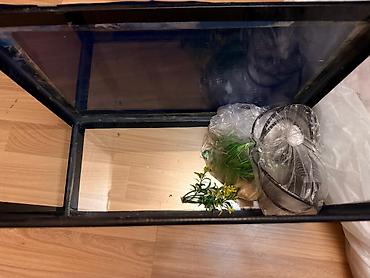 yalnız suda yaşayan heyvanlar: Akvarium — 2