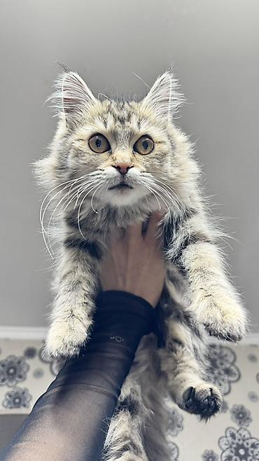 Кошки: 4 месяца, Девочка, Приучена к лотку — 2