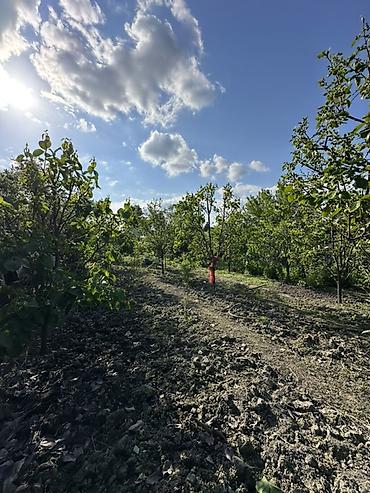 bağça satılır: 18 sot torpağ tam satılırhissə -hissədə satılır razılaşma yolu ilə — 1
