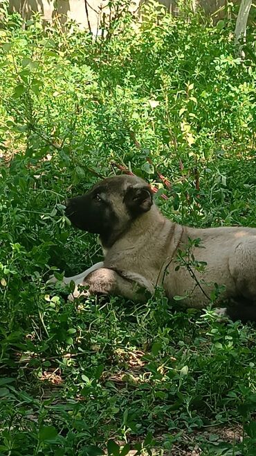 İtlər: Kanqal, 2 ay, Erkek, Peyvəndli, Rayonlara çatdırılma, Ünvandan götürmə, Ödənişli çatdırılma — 2