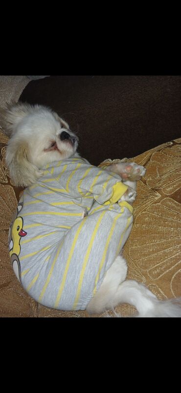 cütleşdirme: Pekines, 2 il, Erkek, Cütləşmə üçün, Ünvandan götürmə