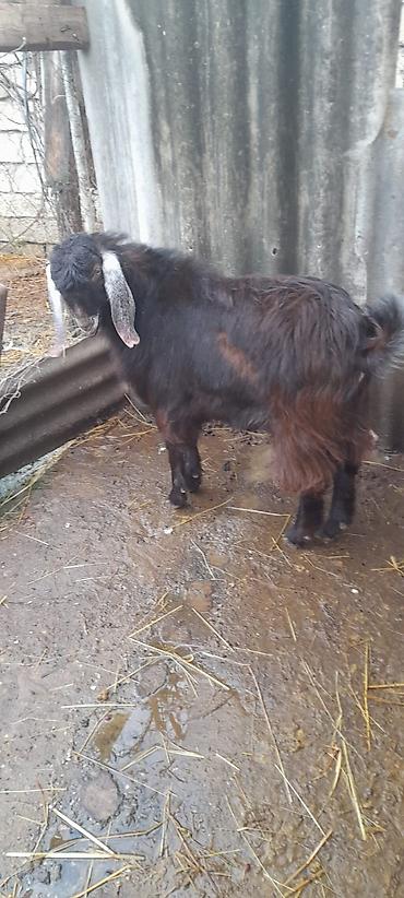 Keçilər, çəpişlər: Damazlıq keçi 10 ayliqdi — 2
