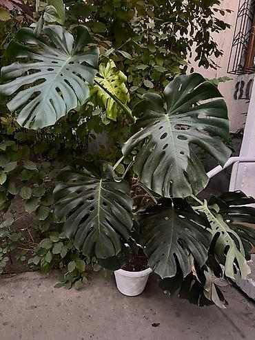 Монстеры: Монстера вариегатная (Monstera deliciosa variegata) — комнатное — 14
