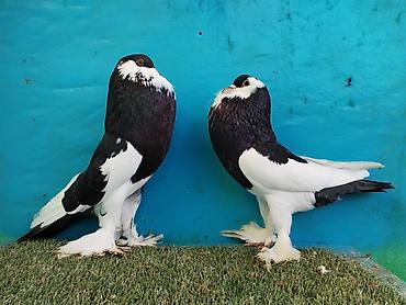 Göyərçinlər: Satilir pomeran Dutular 2 Cut Var cutu 120 Manatdi Bir cut Ag Qara Var — 13