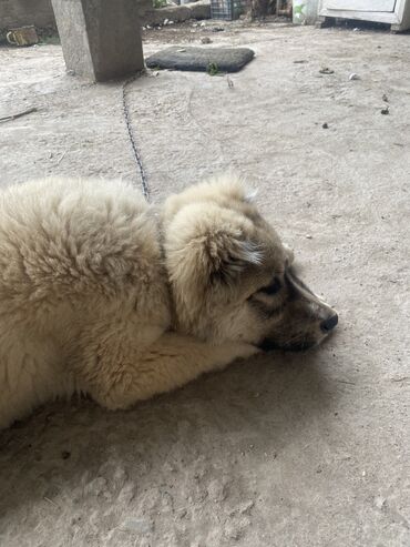 собака для охраны: Пародистая собачка 
3.5 месяцев 
Кабель
Хорошая охрана