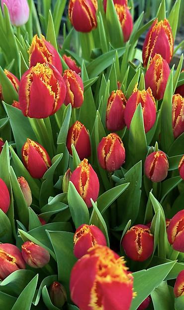 Цветы из бисера: Принимаем предзаказ тюльпанов!!! Успейте заказать!!! До 3 марта 110 — 7