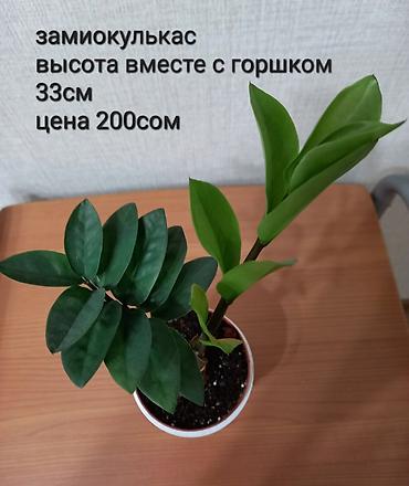 Замиокулькас (долларовое дерево) в горшке. Адрес-Токтогула/Уметалиева at lalafo.kg Замиокулькас (долларовое дерево) в горшке. Адрес-Токтогула/Уметалиева