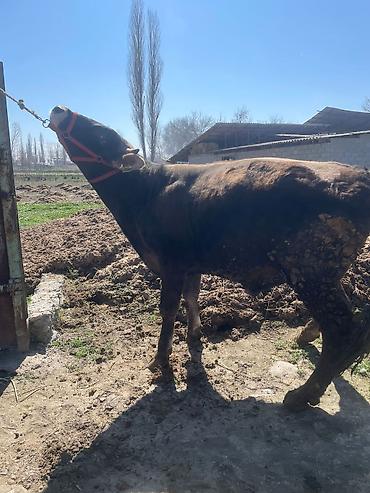 Коровы, быки: Продаю | Бык (самец) | На откорм | Племенные at lalafo.kg — 20 Коровы, быки: Продаю | Бык (самец) | На откорм | Племенные — 20