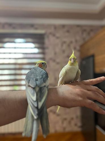 Quşlar: Vatsap elaqə qurun Birdə neçə dənə korella quşu var. Onların rəngləri — 7