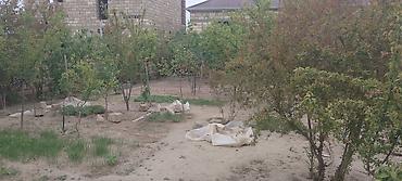 upd qesebesinde satilan evler: 1 otaqlı, 20 kv. m, Kredit yoxdur, Orta təmir — 7