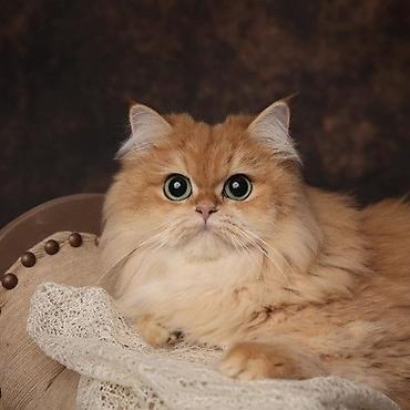 Pişiklər: Şinşilla — 3