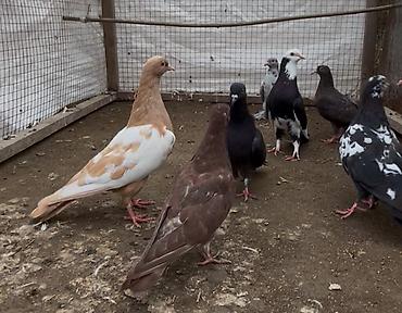 ev qus: 8 göyerçin satılır. Tek Tek Satılmır — 2