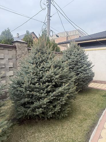 Ель: Продаю Ели голубые от 2-4 метров, колоновидные туи 4 метровые: густые — 24