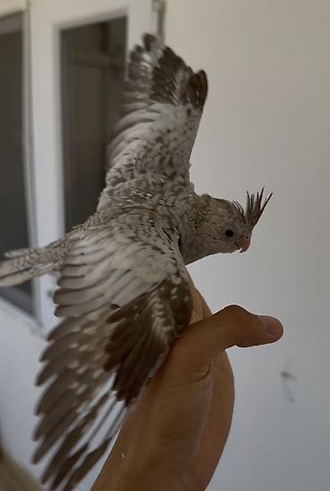 qara mal: Sultan papağanı təqdim olunur. Şəkillərdə görünən quş açıq boz, ağ və — 1