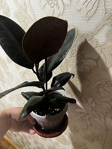 Фикусы: Фикус керли, али, беджамин ЦУМ — 9