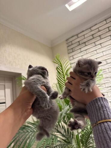 Pişiklər: Şotland — 11