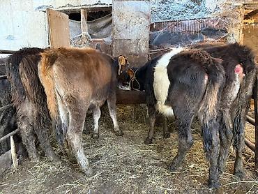 Коровы, быки: Продаю | Бык (самец), Тёлка | Для разведения | Привязанные — 3