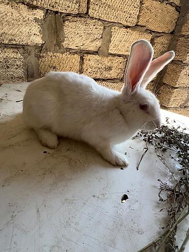 kreditle heyvan satisi: Rizen qarşqı domvanımız sadıda yeridişi üçü suberdi çox munasib qimede — 4