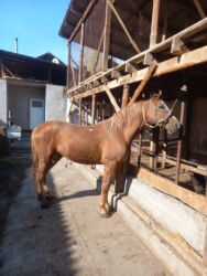 Лошади, кони: Продаю | Жеребец | Дончак | Для разведения — 2