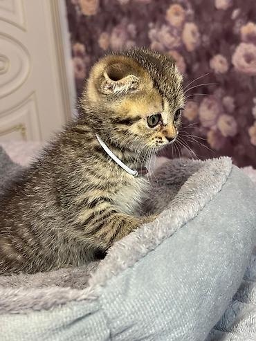 Pişiklər: Şotland yastı qulaq, Erkək, Dişi, Yaxşı əllərə, Ünvandan götürmə, Pulsuz çatdırılma, Ödənişli çatdırılma — 5