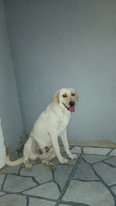 İtlər: Labrador-retriver, 2 il, Erkek, Cütləşmə üçün