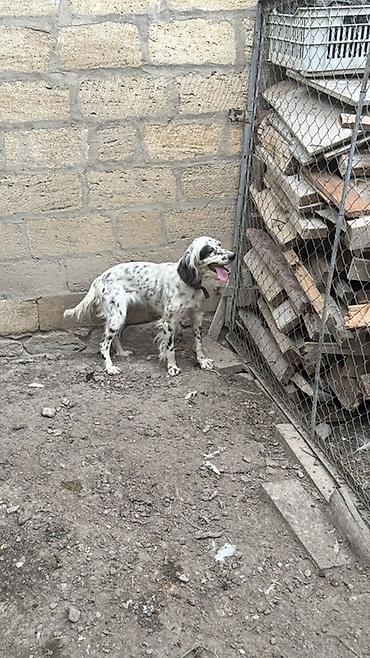 sahiblendirilen itler: Setter (ov iti)her ovu vilir 1 yaş 3 aylıq dı

- — 2