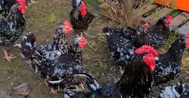 Куры, петухи: Австралорп черно -пестрый 
суточные цыплята