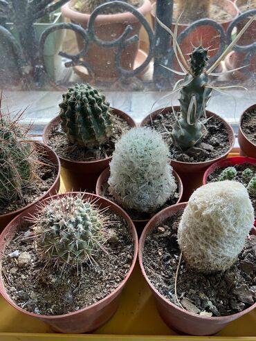 Otaq bitkiləri: Kaktus növləri hər qiymətə. Barter olar quş növləriylə. Tutuquşu Toyuq — 10