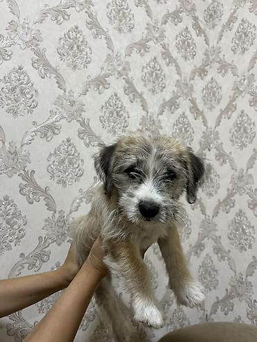 pulsuz it satilir: Bolonka, 3 ay, Dişi, Ödənişli çatdırılma — 8