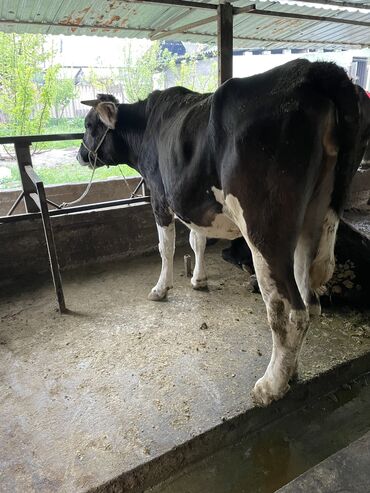 Коровы, быки: Продаю | Тёлка | Алатауская | На откорм, Для разведения