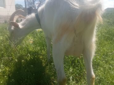 Другие животные: Молочная коза с тремя козлятами