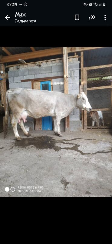Коровы, быки: Срочно продам корову в Кара-Балта только звонить или ватсап
