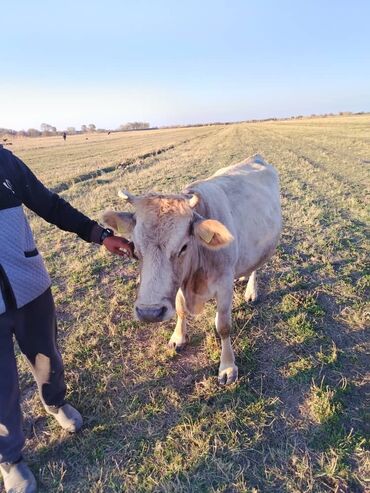 собака доберман сколько стоит: Продаю | Корова (самка) | Для разведения, Для молока | Стельные