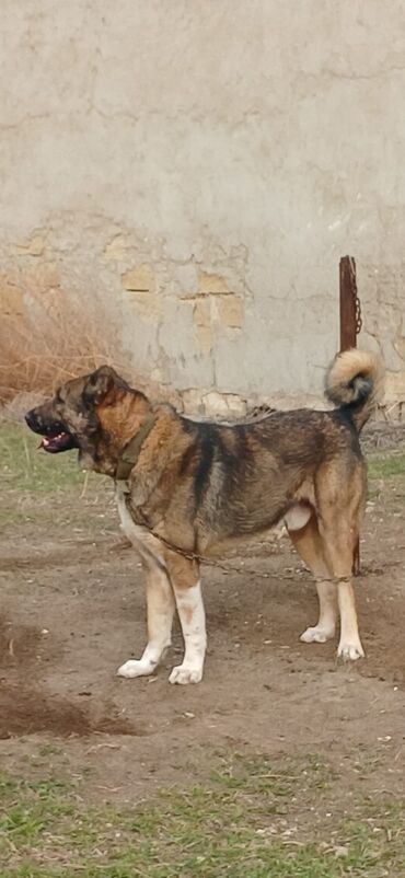 İtlər: Qurdbasar, 2 il, Erkek, Peyvəndli, Ödənişli çatdırılma — 11