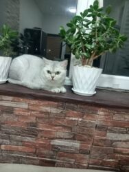 приют для кошек в баку: Şinşilla, Erkək, Yaxşı əllərə, Ödənişli çatdırılma