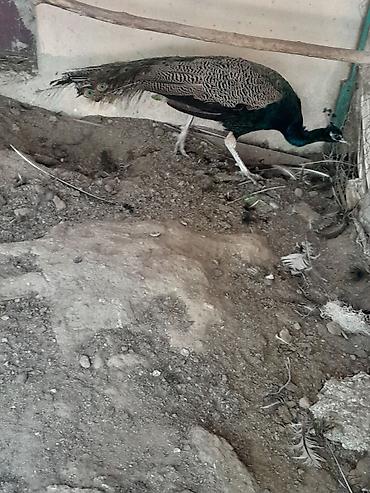 quş dami: Məhsul: Təbiət quşu – tovuz quşu 2 yaşı var Təsvir: - Şəkillərdə — 1
