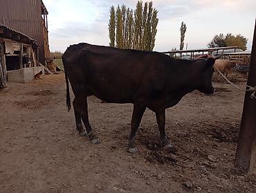Продам с/х животных: Продаю | Корова (самка) | Полукровка | Для молока | Привязанные — 4