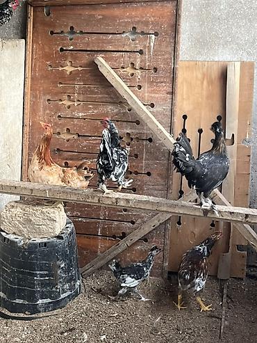 cucə badamdar: Toyuq cücələri, Ətlik, Ünvandan götürmə, Pulsuz çatdırılma — 2