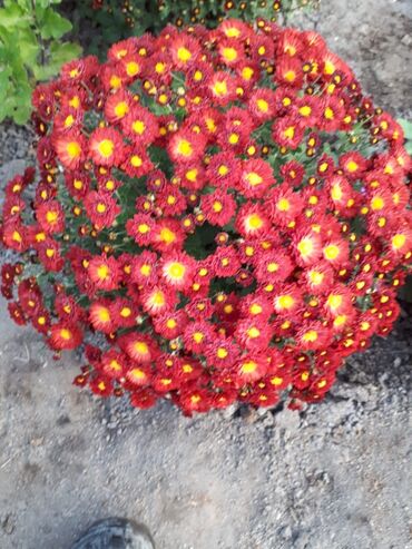 кусты голубики купить в Кыргызстан | Куплю дом: Цветы хризантемы шаровидные разного цвета,цветущие,в