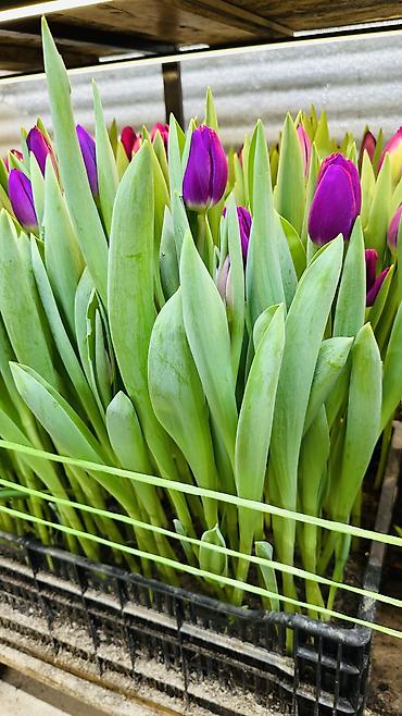 Букеты из живых цветов: ТЮЛЬПАНЫ ТЮЛЬПАНЫ ТЮЛЬПАНЫ на 8 марта. Бронь - Палитра: ярко‑желтые — 20