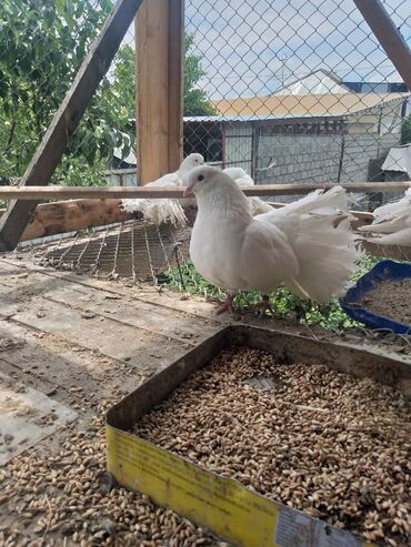 продам фазанов: Продаются голуби павлин