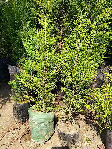 lent gul buketi: Thuja (həyət-baca üçün həmişəyaşıl iynəyarpaq şitilləri) - Bitki — 2