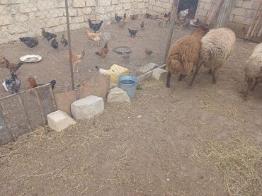 Qoyunlar, qoçlar: Qoyunlar – yerli ətlik/yunluq sürü - Şəkillərdə bir neçə baş yerli — 11