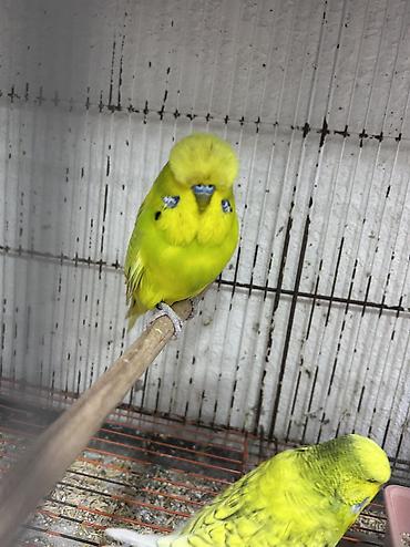 Tutuquşları: Salam . Jumbo erkək quşlar satılır hamısı hazır erkəylərdi çoxsu cütdə — 9