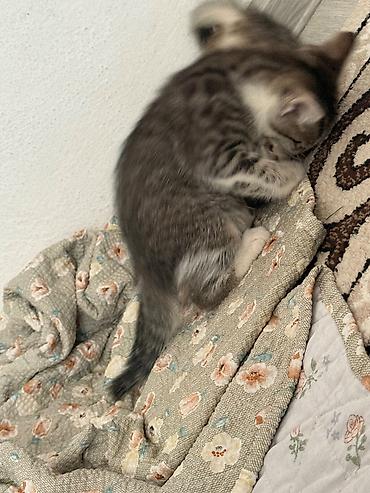 мини кошка: Отдам даром кошку — 3