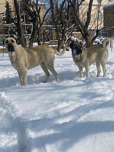 golden retriever satılır: 3 il, Dişi, Ödənişli çatdırılma — 3