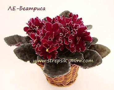 Фиалки и глоксинии: 🌱🌺🌱 Продаю сортовые ДЕТКИ стандартных, трейлерныхмини и полумини — 10