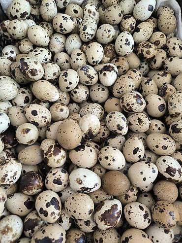 pişik gence: Bildirçin yumurtası Satışı Həm Mayalı Həmdə Yemek üçün — 1