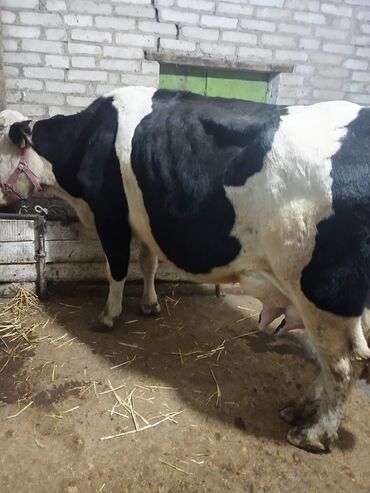 продам бу оборудование для птицефабрики: Продаю | Корова (самка) | Полукровка, Голштин, Алатауская | Для разведения, Для молока | Стельные, После отела, Привязанные
